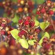 Ostružiník japonský - Rubus phoenicolasius