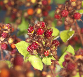 Ostružiník japonský - Rubus phoenicolasius