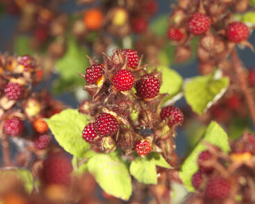 Ostružiník japonský