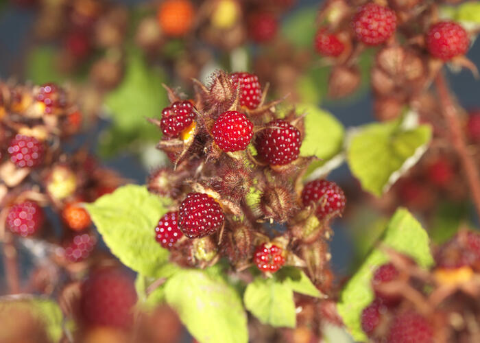 Ostružiník japonský - Rubus phoenicolasius
