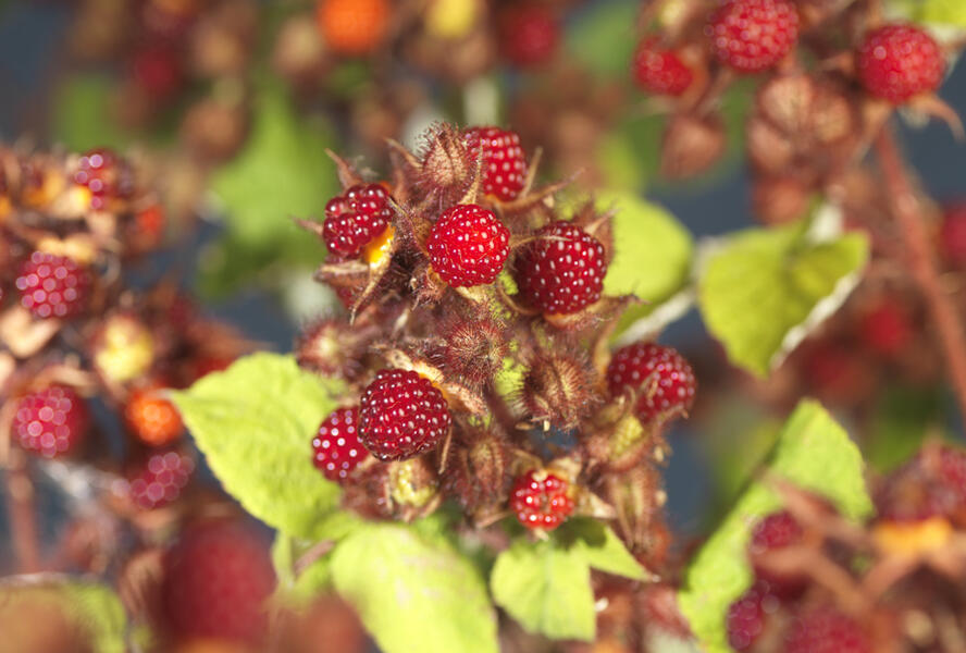 Ostružiník japonský - Rubus phoenicolasius