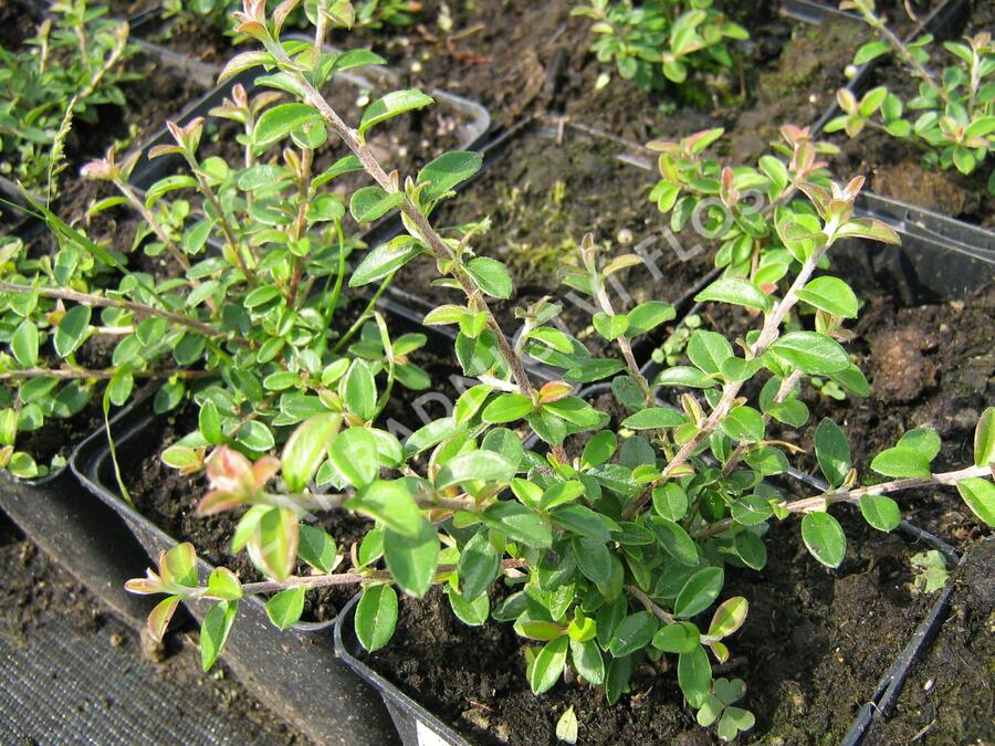 Skalník směstnaný - Cotoneaster congestus