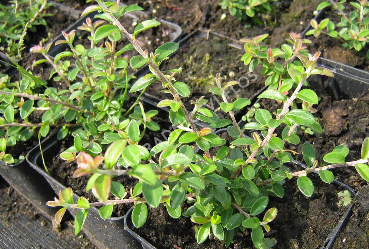 Skalník směstnaný - Cotoneaster congestus