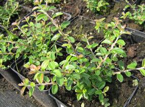 Skalník směstnaný - Cotoneaster congestus