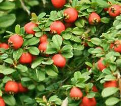 Skalník směstnaný - Cotoneaster congestus