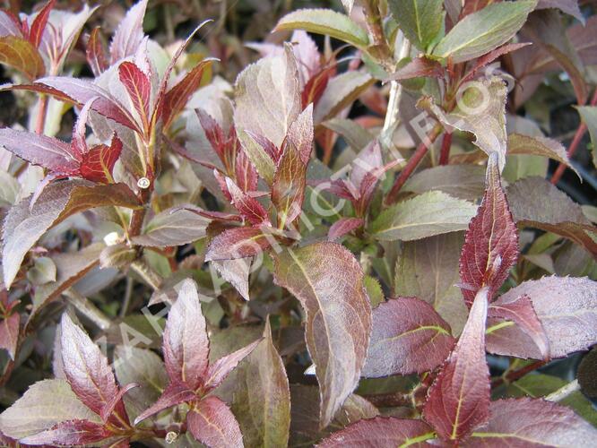 Vajgélie květnatá 'Naomi Campbell' - Weigela florida 'Naomi Campbell'