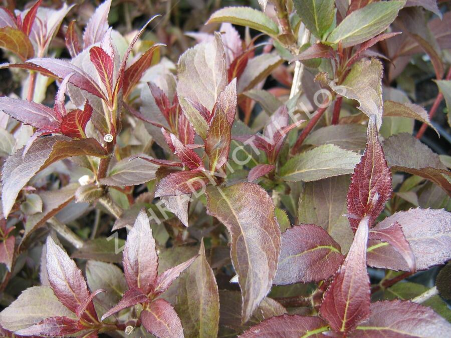 Vajgélie 'Naomi Campbell' - Weigela 'Naomi Campbell'