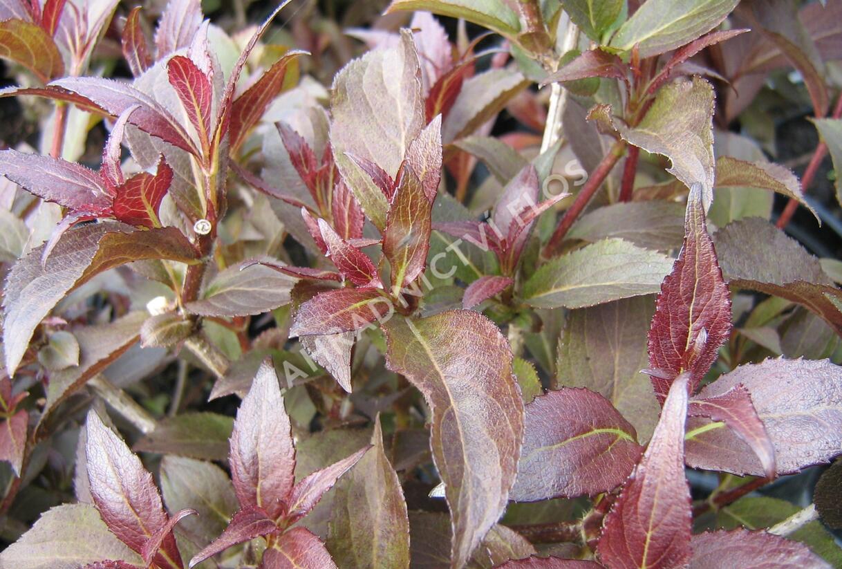 Vajgélie květnatá 'Naomi Campbell' - Weigela florida 'Naomi Campbell'