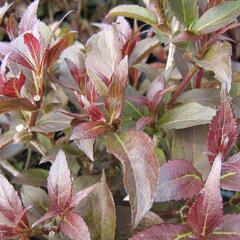 Vajgélie květnatá 'Naomi Campbell' - Weigela florida 'Naomi Campbell'
