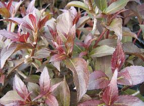 Vajgélie květnatá 'Naomi Campbell' - Weigela florida 'Naomi Campbell'