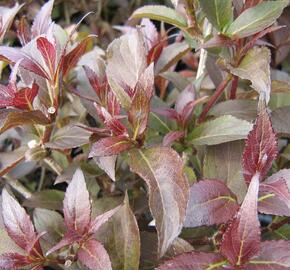 Vajgélie 'Naomi Campbell' - Weigela 'Naomi Campbell'