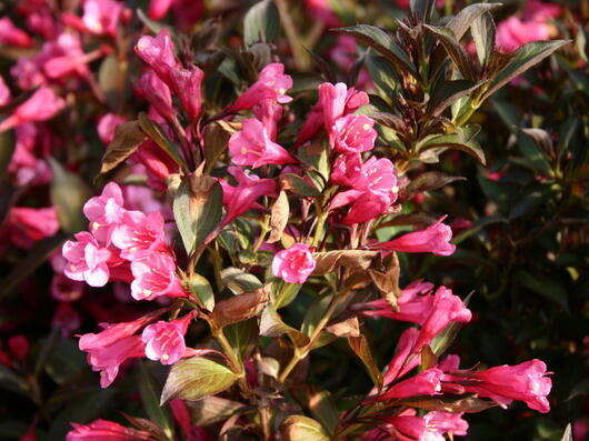 Vajgélie květnatá 'Naomi Campbell' - Weigela florida 'Naomi Campbell'