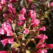 Vajgélie květnatá 'Naomi Campbell' - Weigela florida 'Naomi Campbell'
