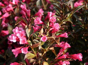 Vajgélie květnatá 'Naomi Campbell' - Weigela florida 'Naomi Campbell'