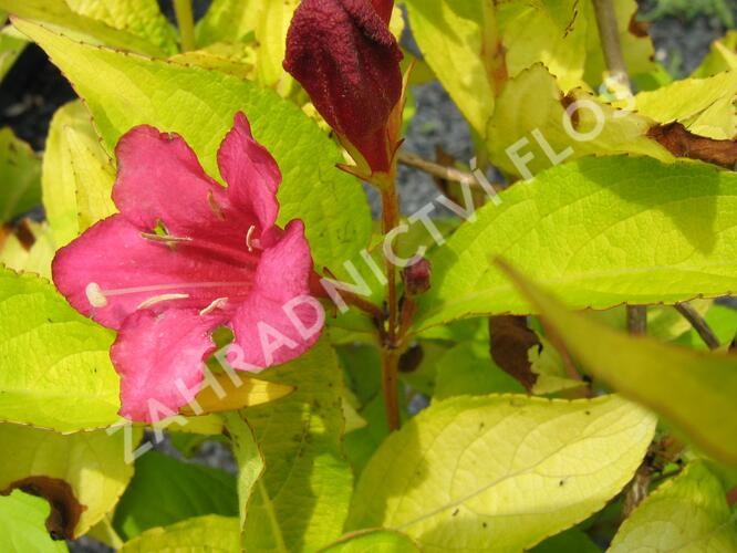 Vajgélie květnatá 'Jeans Gold' - Weigela florida 'Jeans Gold'