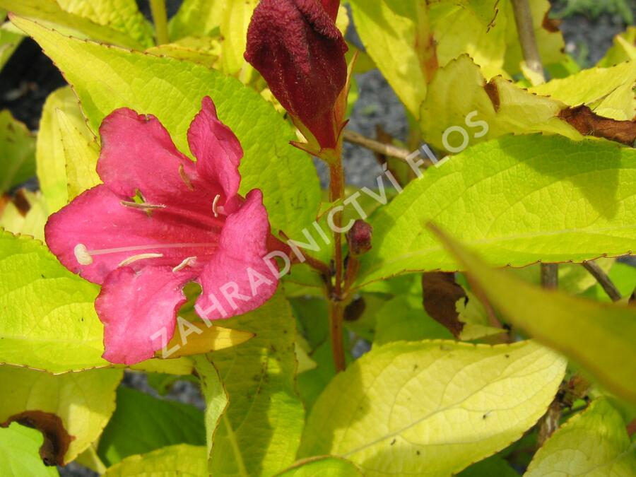 Vajgélie květnatá 'Jeans Gold' - Weigela florida 'Jeans Gold'