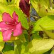 Vajgélie květnatá 'Jeans Gold' - Weigela florida 'Jeans Gold'