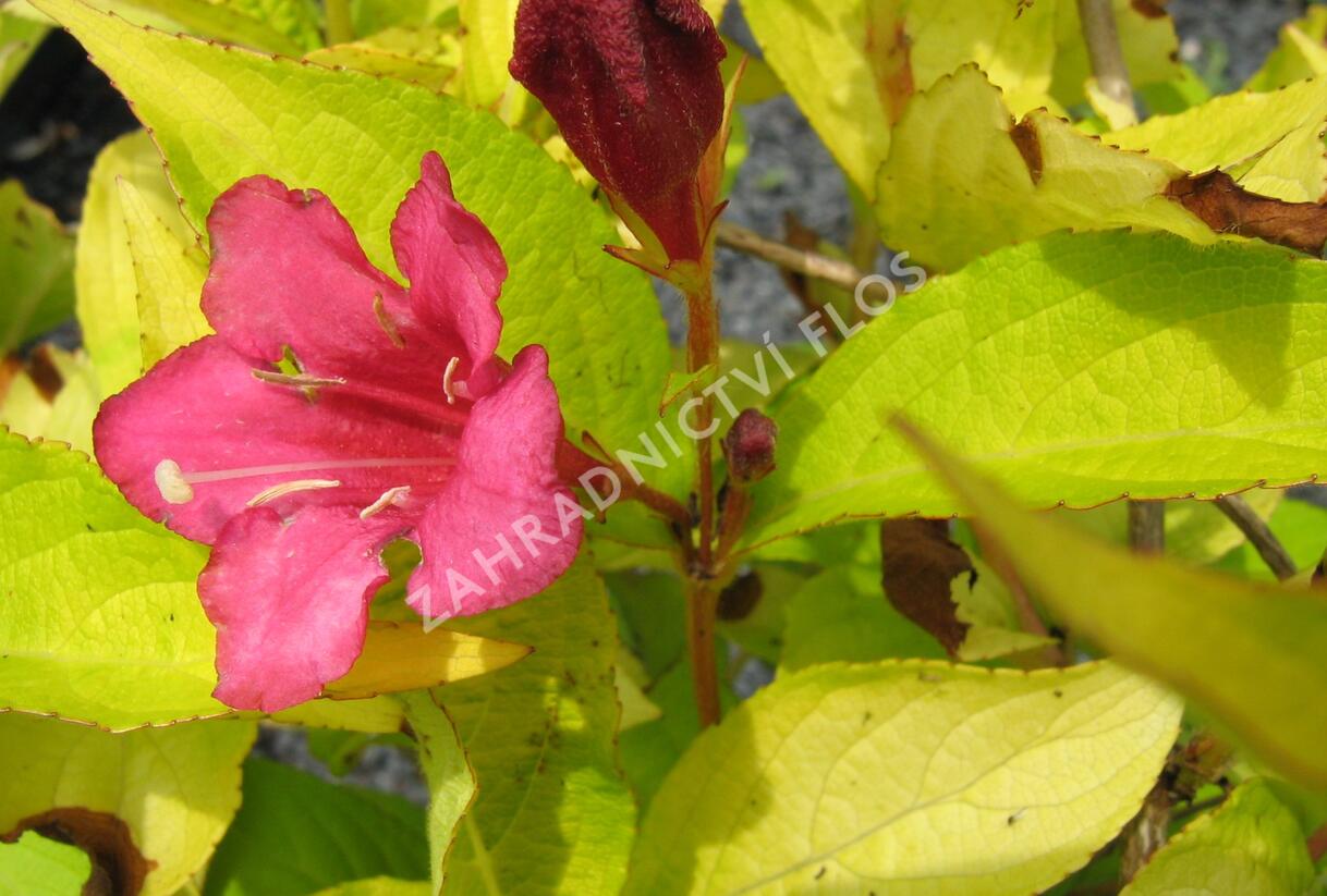 Vajgélie květnatá 'Jeans Gold' - Weigela florida 'Jeans Gold'