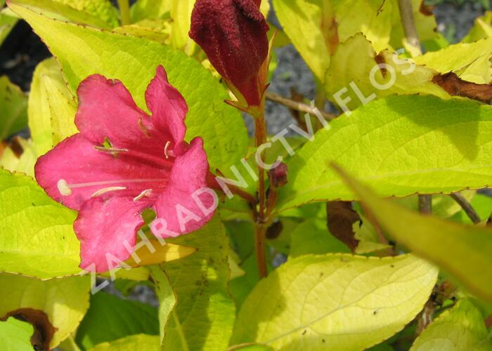 Vajgélie 'Jeans Gold' - Weigela 'Jeans Gold'