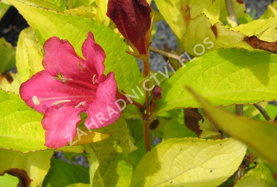 Vajgélie květnatá 'Jeans Gold' - Weigela florida 'Jeans Gold'