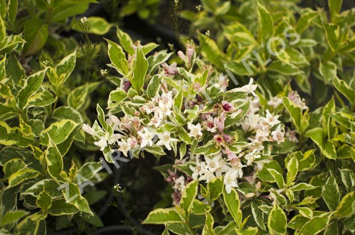 Vajgélie decora - Weigela decora