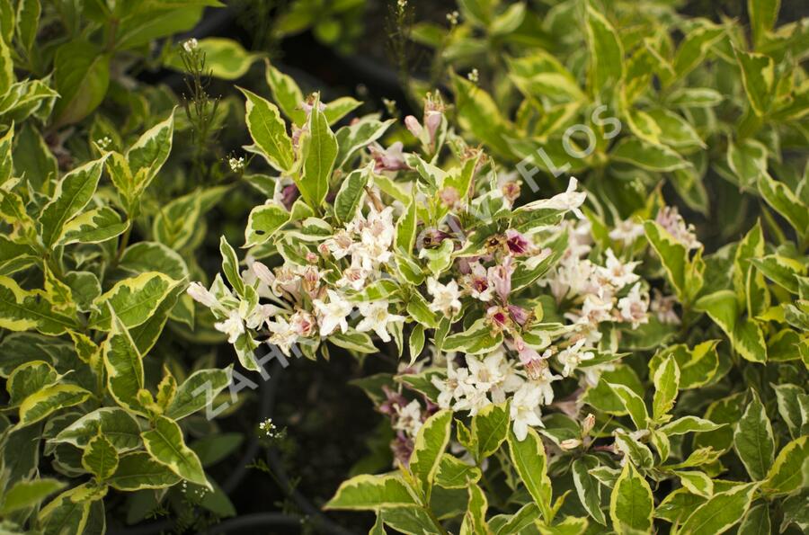 Vajgélie květnatá decora - Weigela florida decora