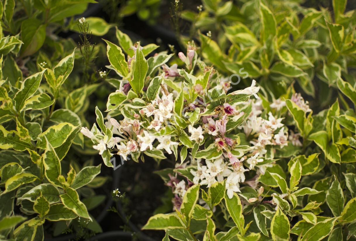Vajgélie květnatá decora - Weigela florida decora