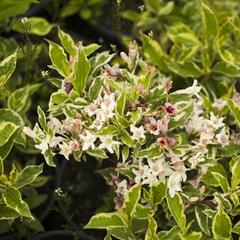 Vajgélie květnatá decora - Weigela florida decora