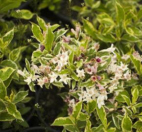 Vajgélie květnatá decora - Weigela florida decora