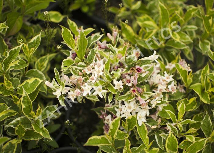 Vajgélie decora - Weigela decora