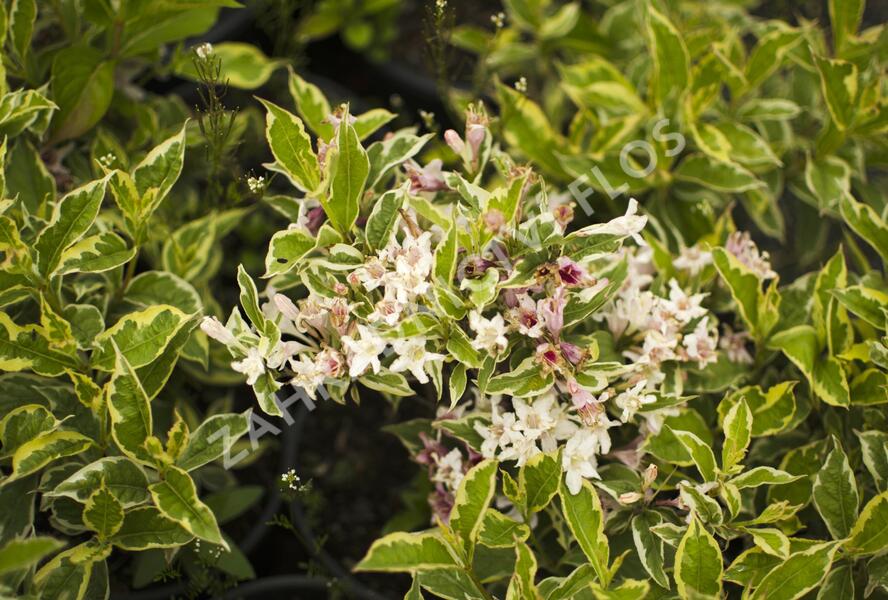 Vajgélie květnatá decora - Weigela florida decora