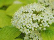 Kalina tušalaj 'Aurea' - Viburnum lantana 'Aurea'