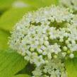 Kalina tušalaj 'Aurea' - Viburnum lantana 'Aurea'