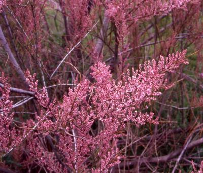 Tamaryšek kaspický 'Rubra' - Tamarix ramosissima 'Rubra'