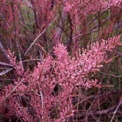 Tamaryšek kaspický 'Rubra' - Tamarix ramosissima 'Rubra'