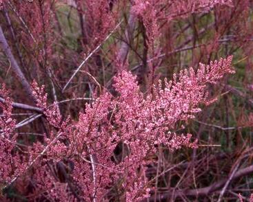 Tamaryšek kaspický 'Rubra'