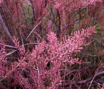 Tamaryšek kaspický 'Rubra' - Tamarix ramosissima 'Rubra'