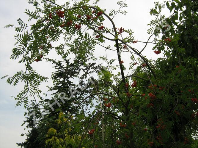 Jeřáb ptačí, jeřabina'Pendula' - Sorbus aucuparia 'Pendula'