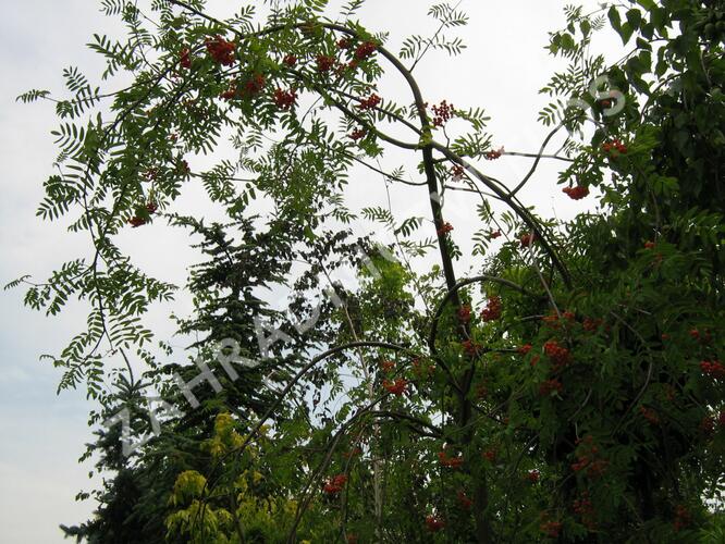 Jeřáb obecný 'Pendula' - Sorbus aucuparia 'Pendula'