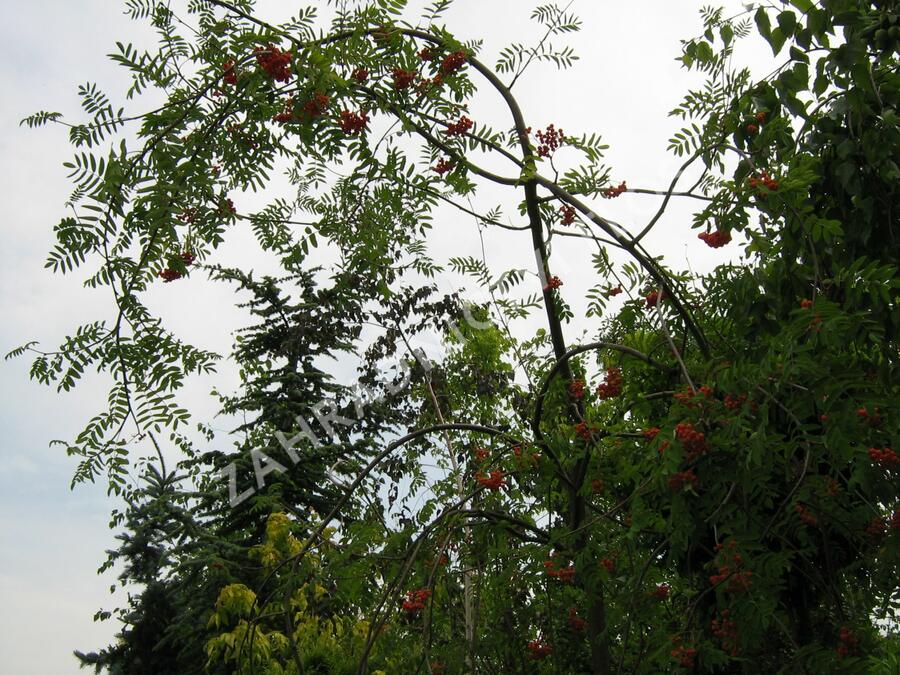 Jeřáb ptačí, jeřabina'Pendula' - Sorbus aucuparia 'Pendula'