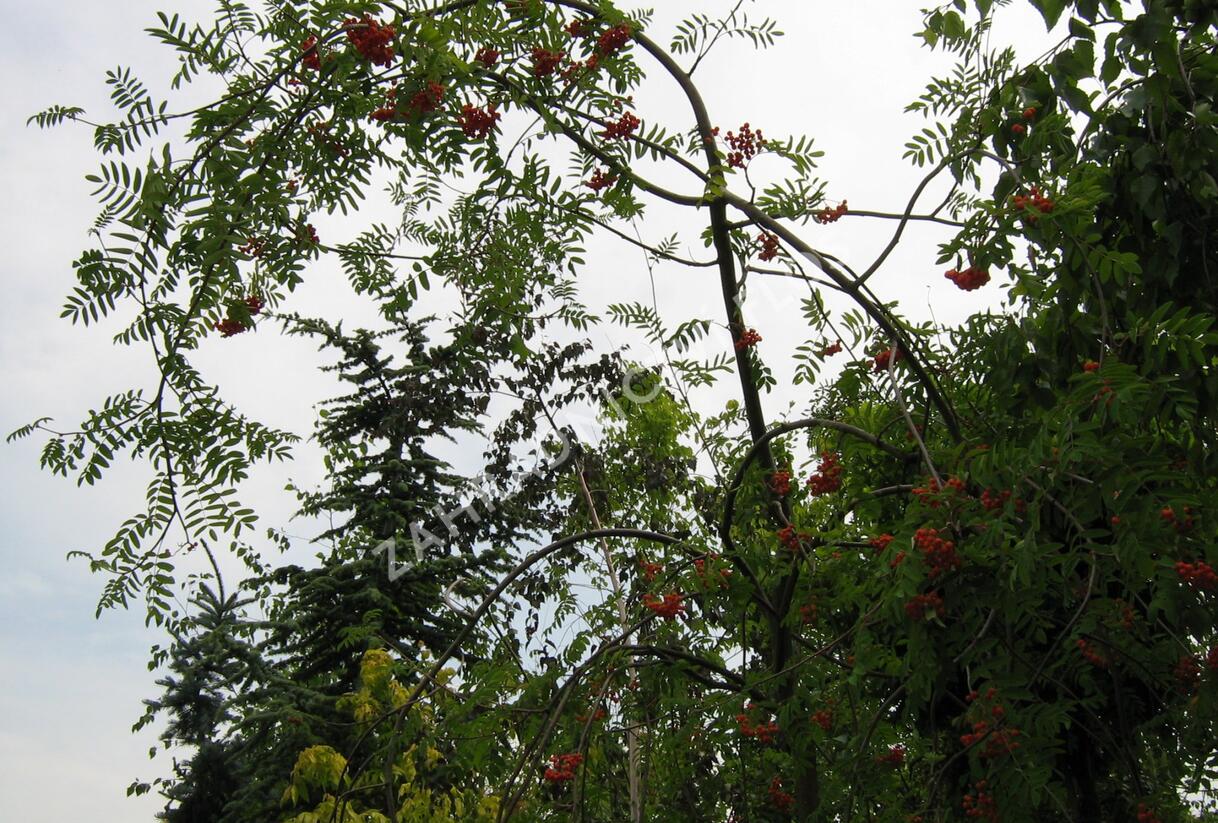 Jeřáb ptačí, jeřabina'Pendula' - Sorbus aucuparia 'Pendula'