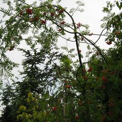 Jeřáb ptačí, jeřabina'Pendula' - Sorbus aucuparia 'Pendula'