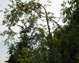 Jeřáb ptačí, jeřabina'Pendula'