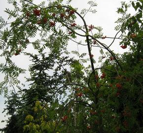 Jeřáb ptačí, jeřabina'Pendula' - Sorbus aucuparia 'Pendula'