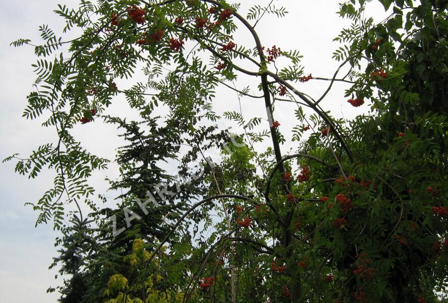 Jeřáb ptačí, jeřabina'Pendula' - Sorbus aucuparia 'Pendula'