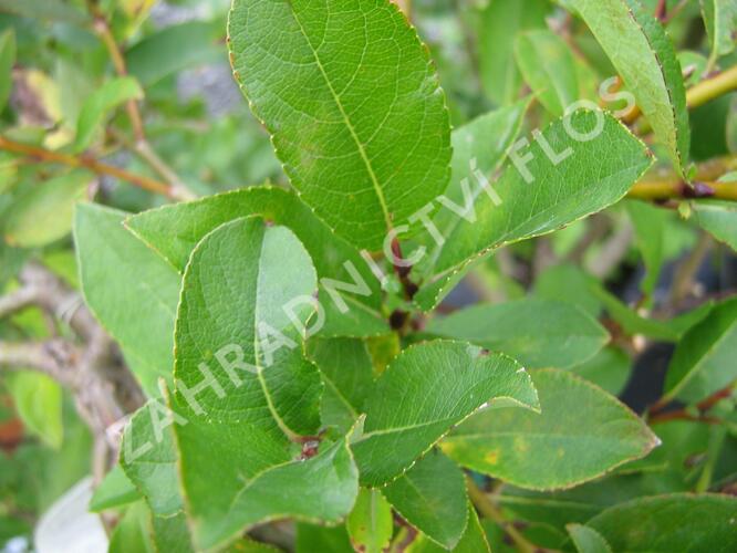 Vrba 'Finsko' - Salix hastata 'Finsko'