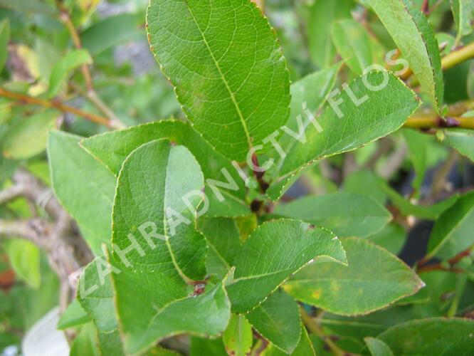 Vrba 'Finsko' - Salix hastata 'Finsko'