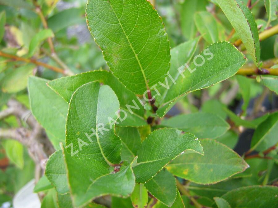 Vrba 'Finsko' - Salix hastata 'Finsko'