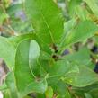 Vrba 'Finsko' - Salix hastata 'Finsko'