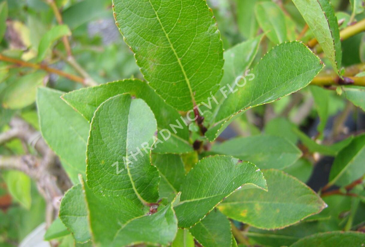 Vrba hrotolistá 'Finsko' - Salix hastata 'Finsko'